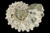 Bumpy Ammonite (Douvilleiceras) Fossil - Madagascar #115620-1